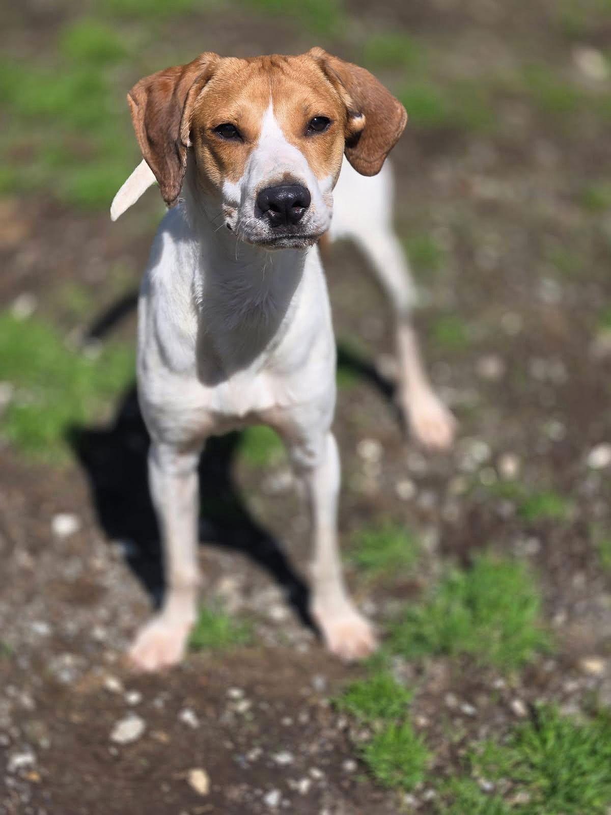 Dutch, Adoptable, Young Male Mixed Breed.