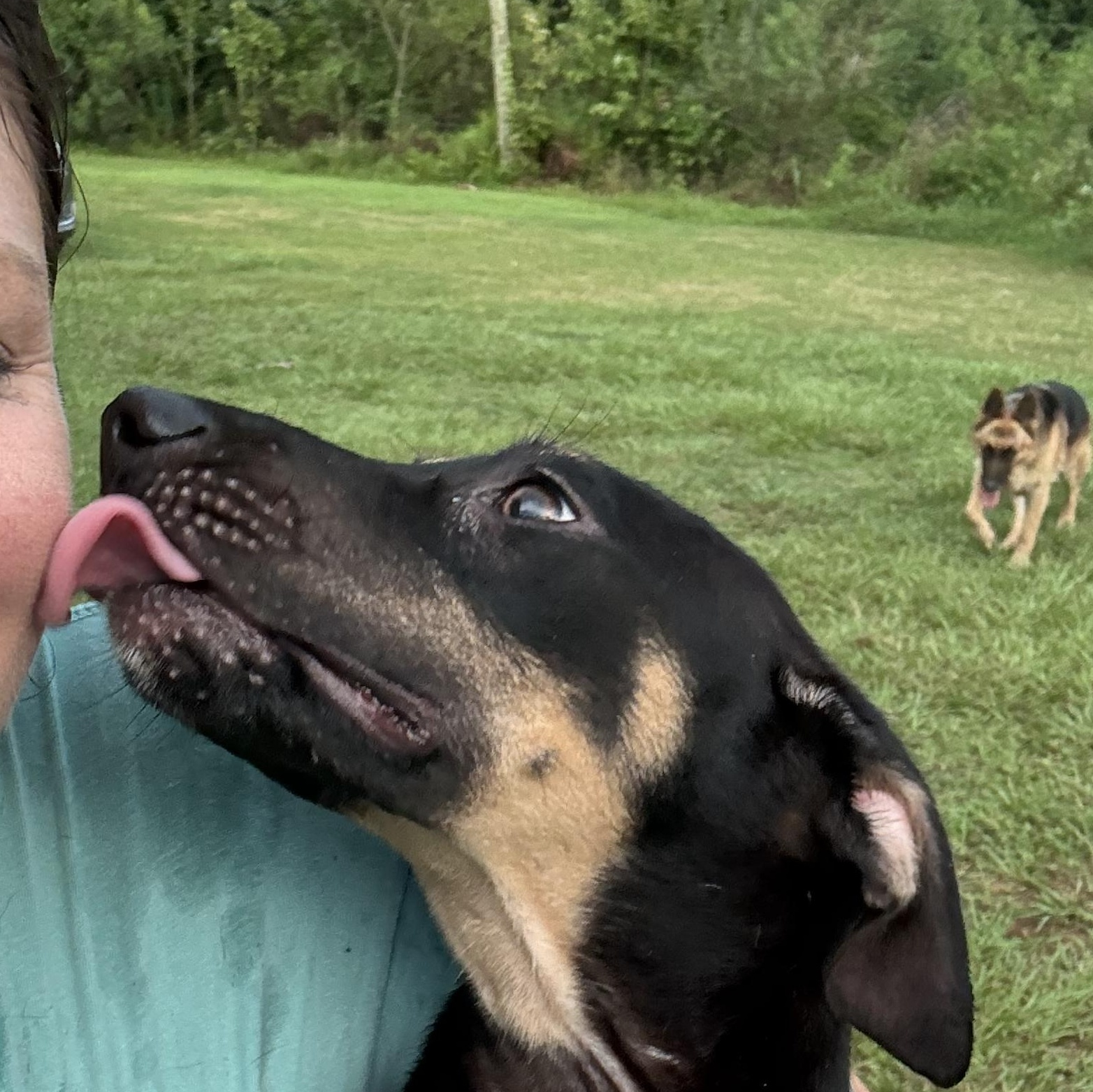 Enlarge Graham, a Adoptable mixed breed in Haines city, FL image 5/5