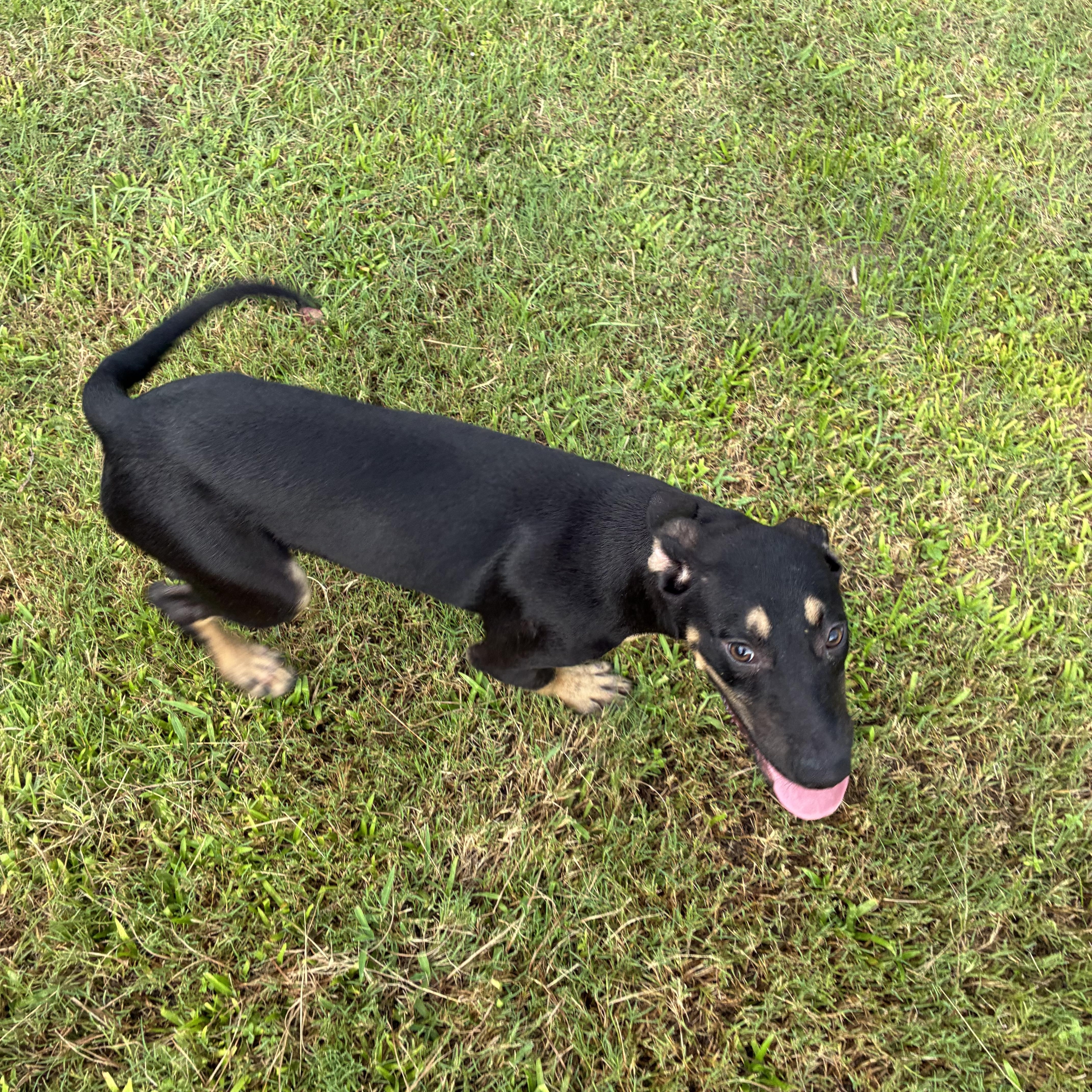 Enlarge Graham, a Adoptable mixed breed in Haines city, FL image 3/5