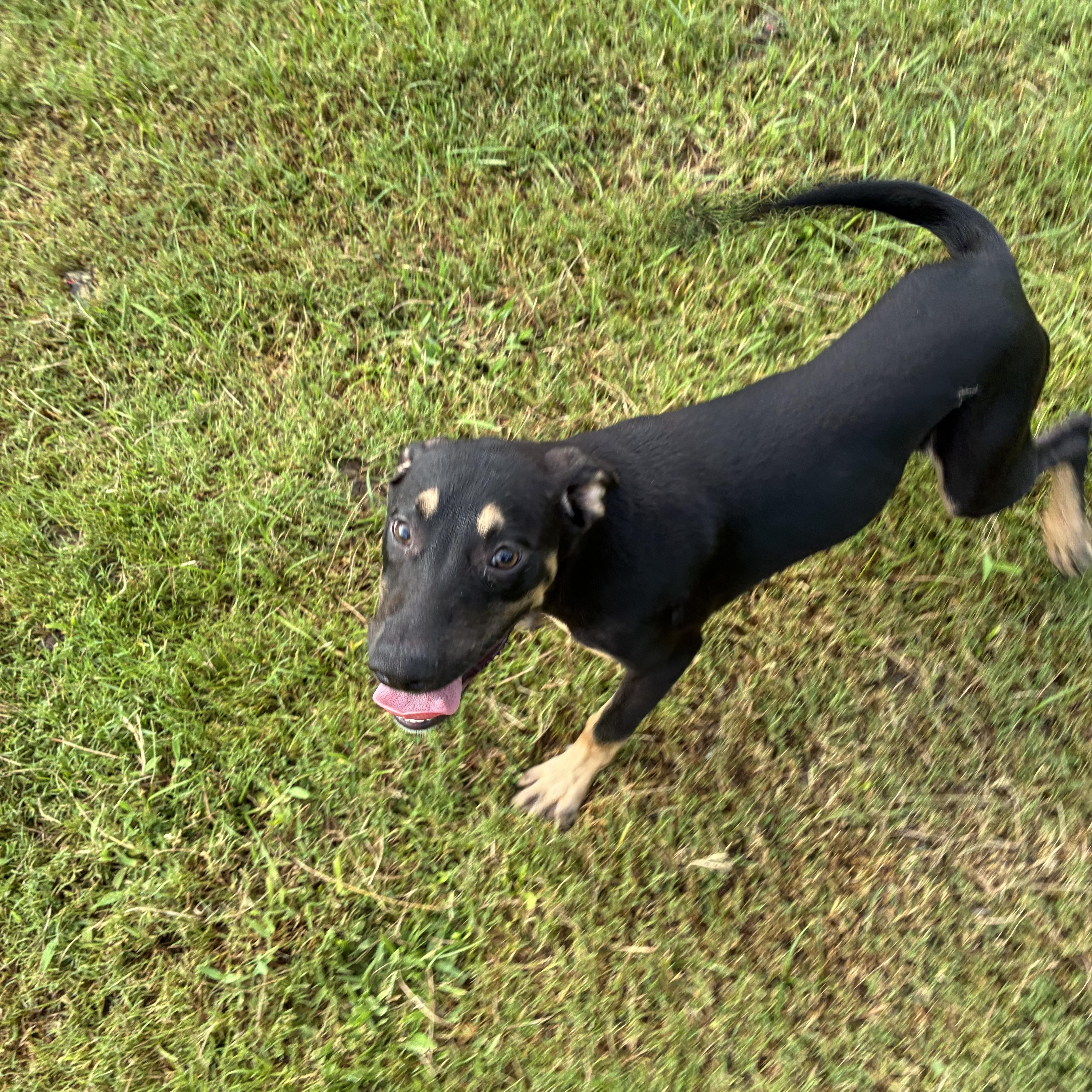 Enlarge Graham, a Adoptable mixed breed in Haines city, FL image 1/5