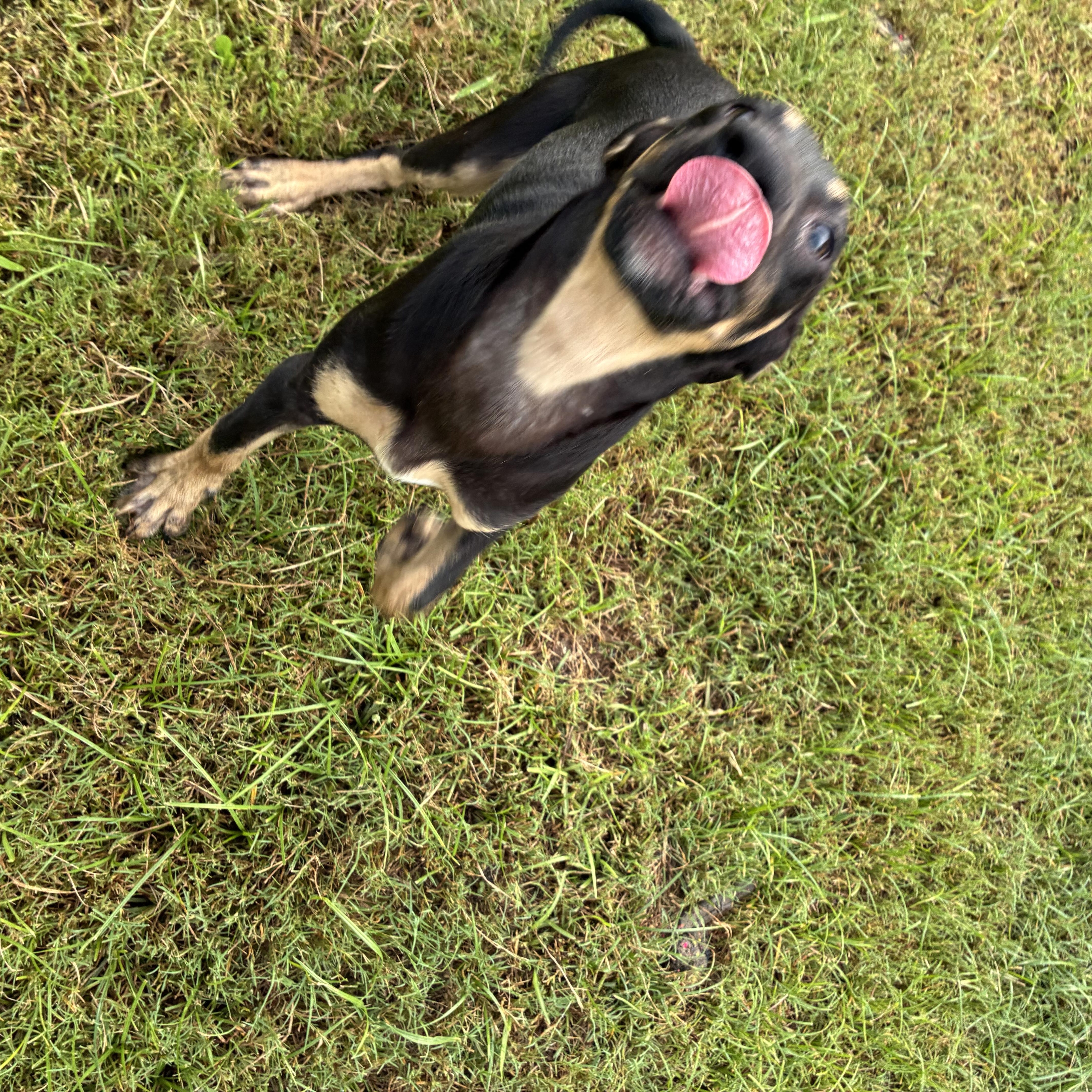 Enlarge Graham, a Adoptable mixed breed in Haines city, FL image 4/5