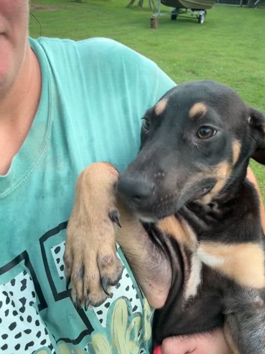 Enlarge Graham, a Adoptable mixed breed in Haines city, FL video 2/5