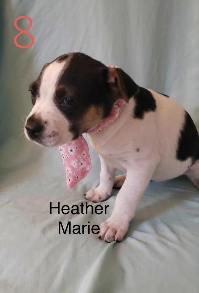 Heather Marie, Adoptable, Puppy Female Shepherd & Hound.
