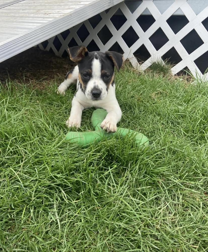 Enlarge Heather Marie, a Adoptable mixed breed in Irwin, PA image 2/3