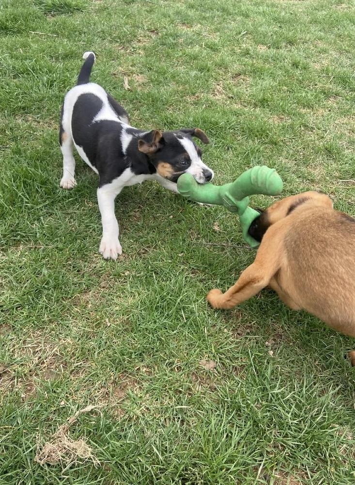 Enlarge Heather Marie, a Adoptable mixed breed in Irwin, PA image 3/3