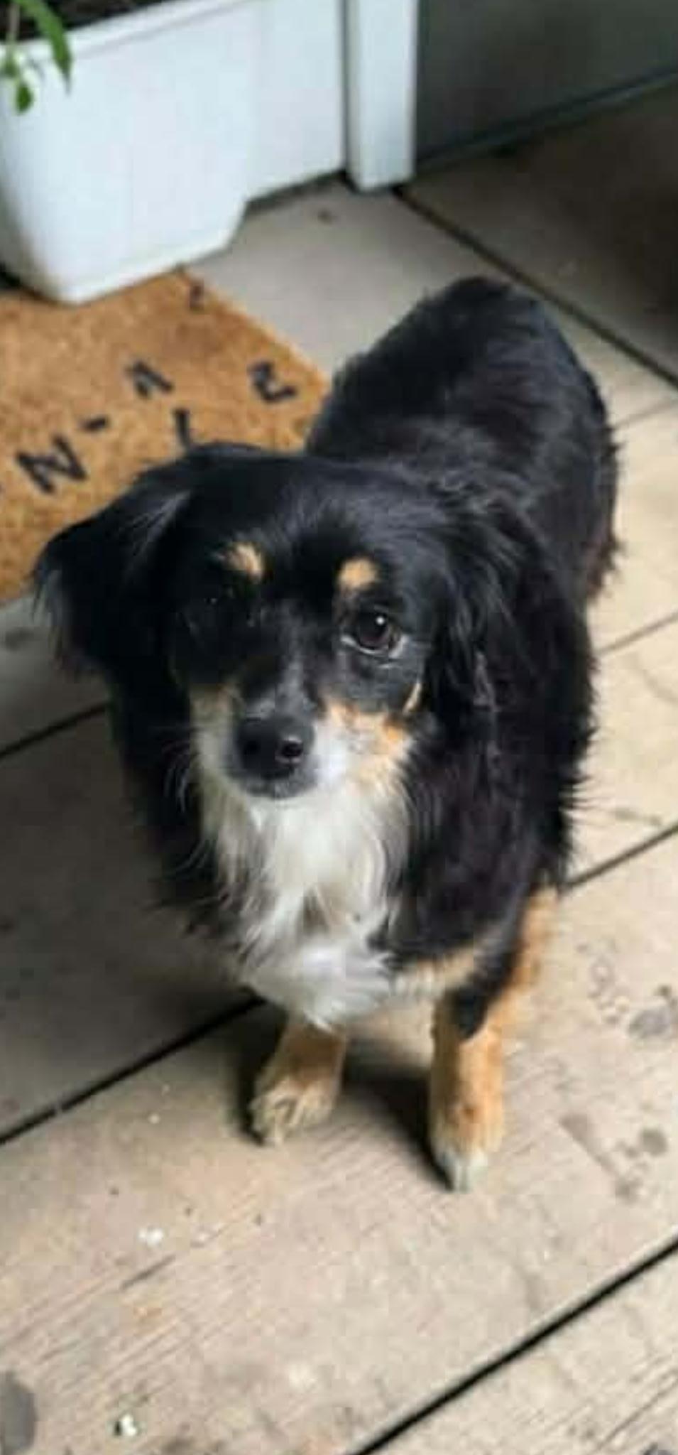 Enlarge Sadie, an adopted Pomeranian in Lacon, IL image 2/2