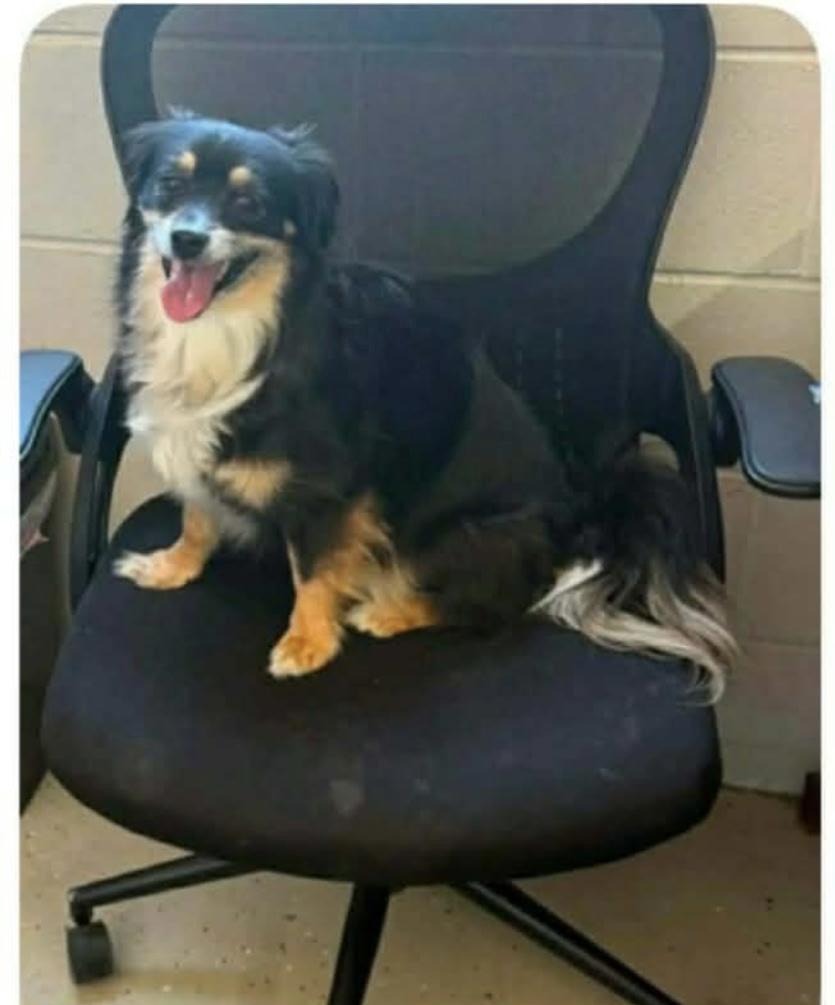 Sadie, adopted, Adult Female Pomeranian.