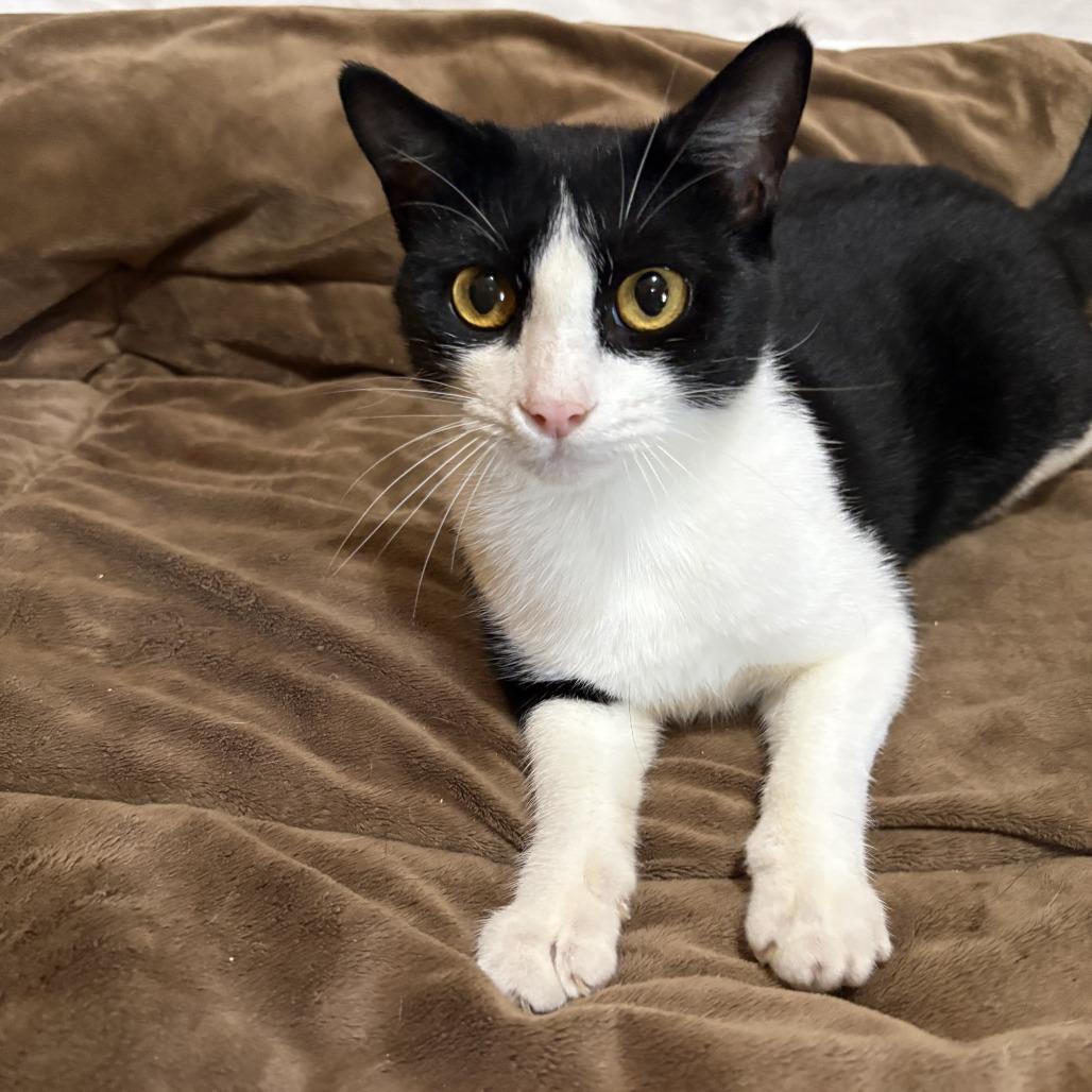 Patty, Adoptable, Adult Female Domestic Short Hair & Domestic Short Hair.