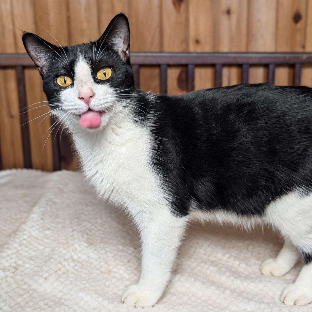 Enlarge Patty, a Adoptable mixed breed in Tylertown, MS image 2/5