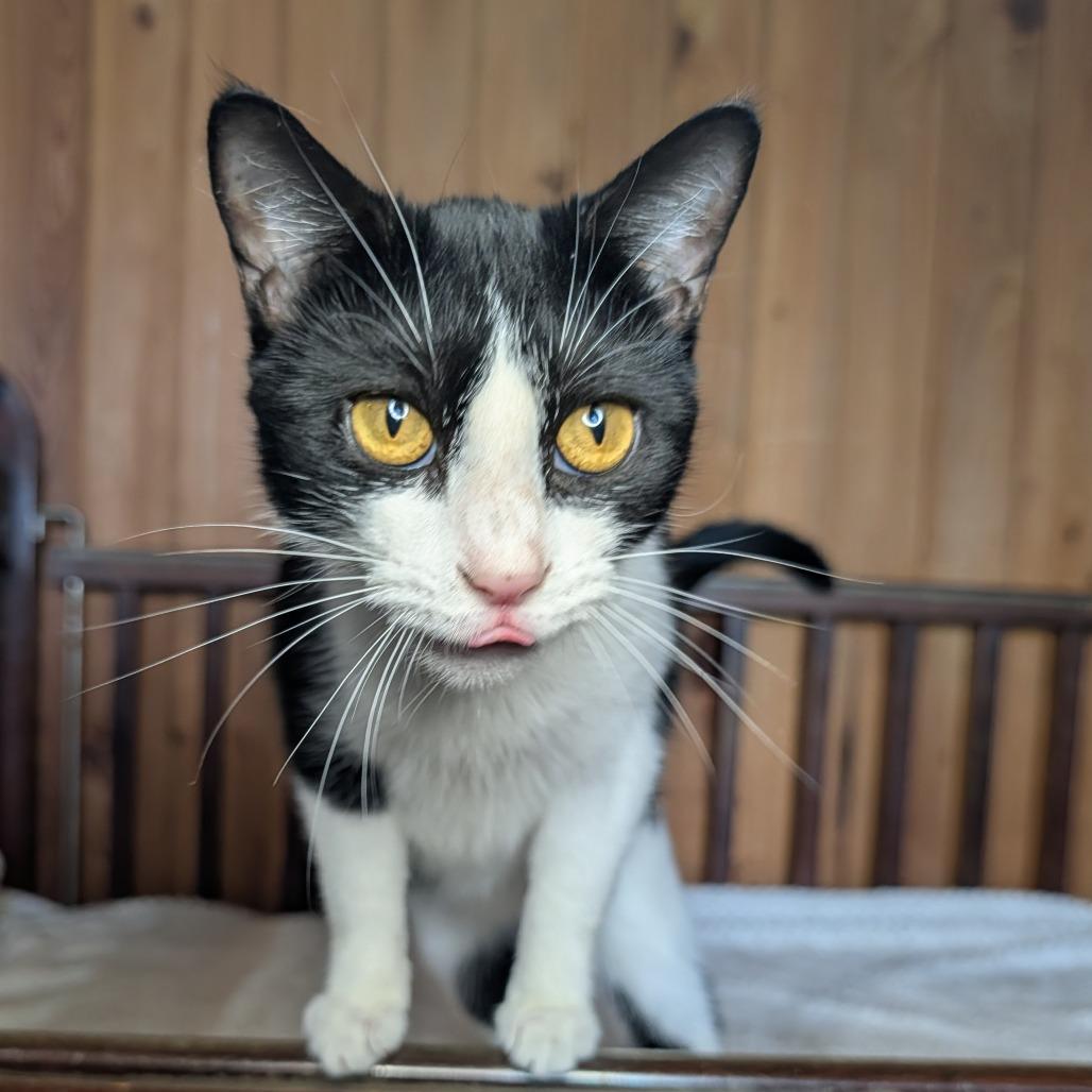 Enlarge Patty, a Adoptable mixed breed in Tylertown, MS image 3/5