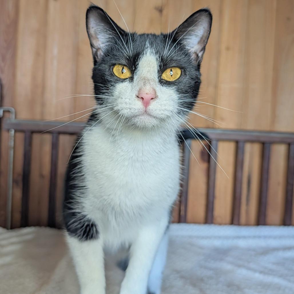 Enlarge Patty, a Adoptable mixed breed in Tylertown, MS image 4/5