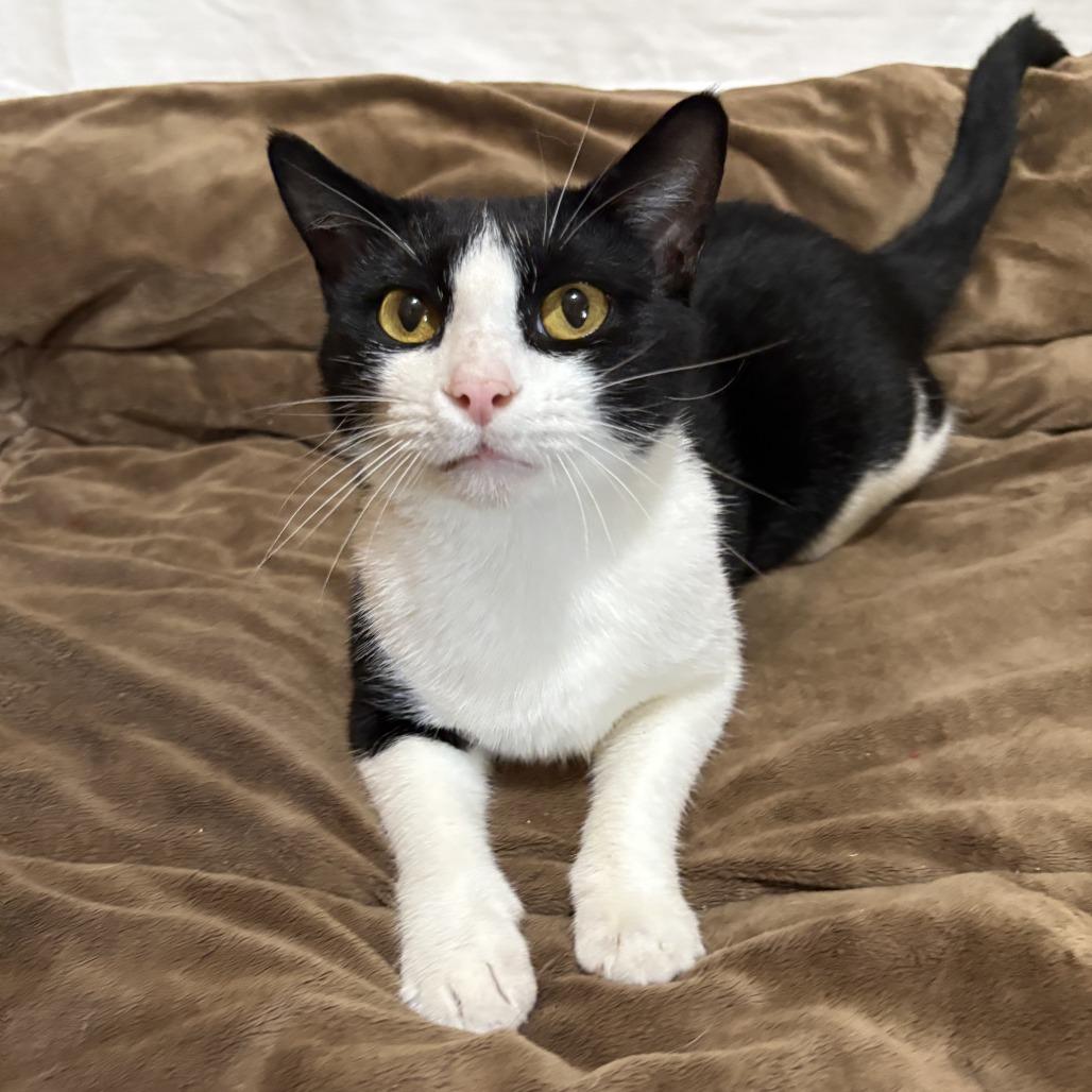 Enlarge Patty, a Adoptable mixed breed in Tylertown, MS image 5/5