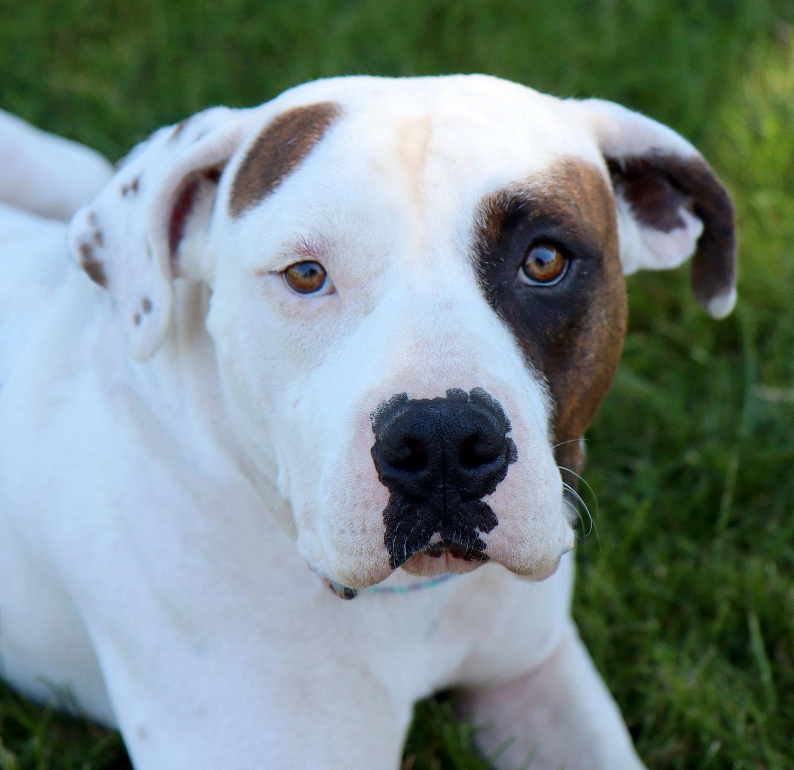 Enlarge Uno, a Adoptable American Bulldog in Kansas City, MO image 1/3