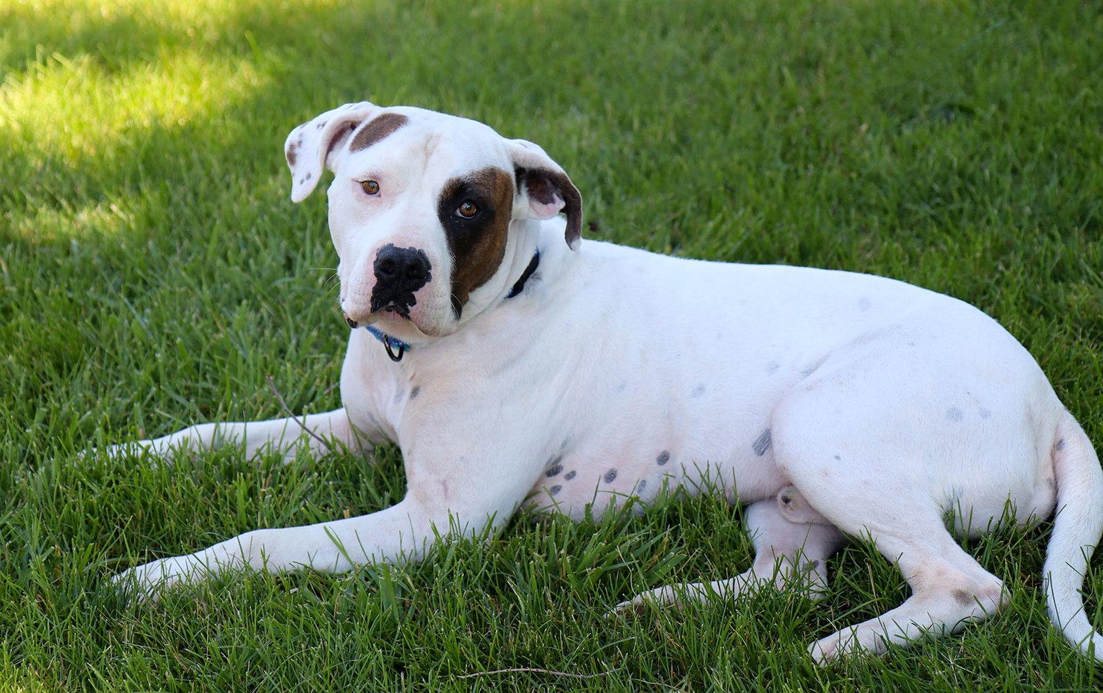 Enlarge Uno, a Adoptable American Bulldog in Kansas City, MO image 2/3