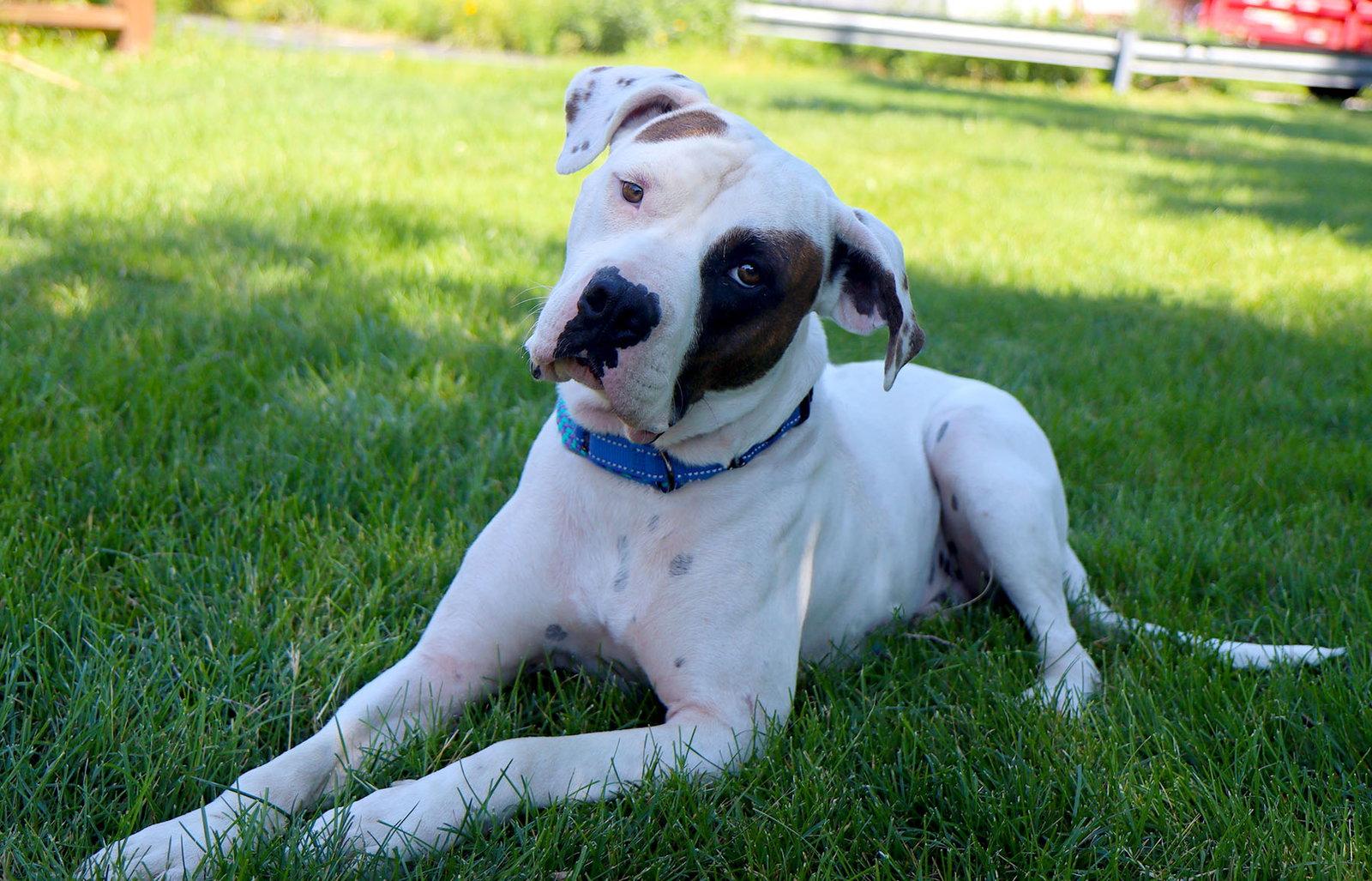 Enlarge Uno, a Adoptable American Bulldog in Kansas City, MO image 3/3
