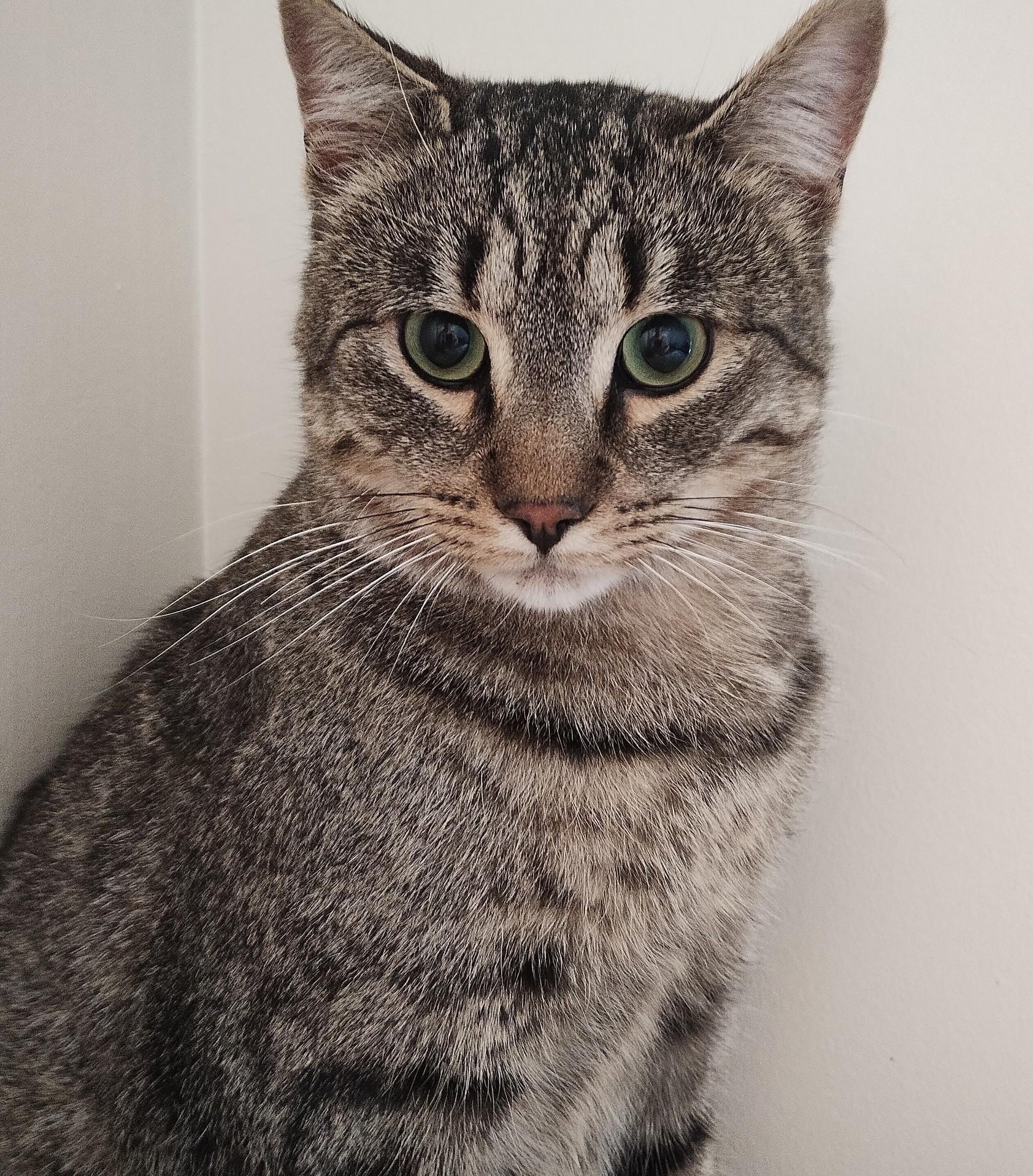 Liam, a ADOPTABLE Tabby in Hamilton, ON image 1/5