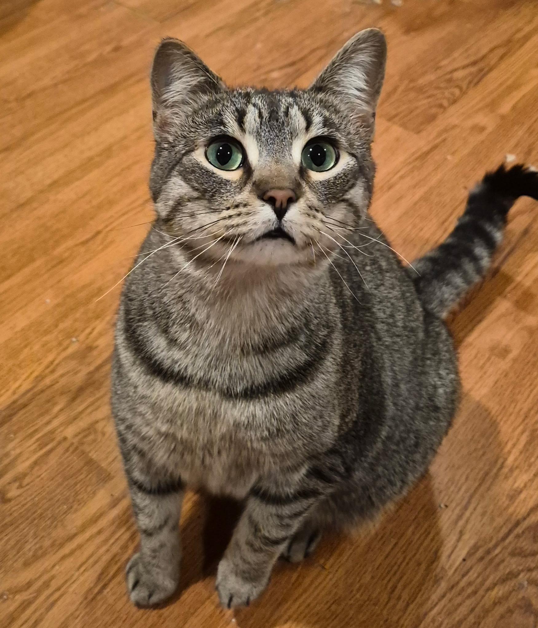 Liam, ADOPTABLE, Young Male Tabby.