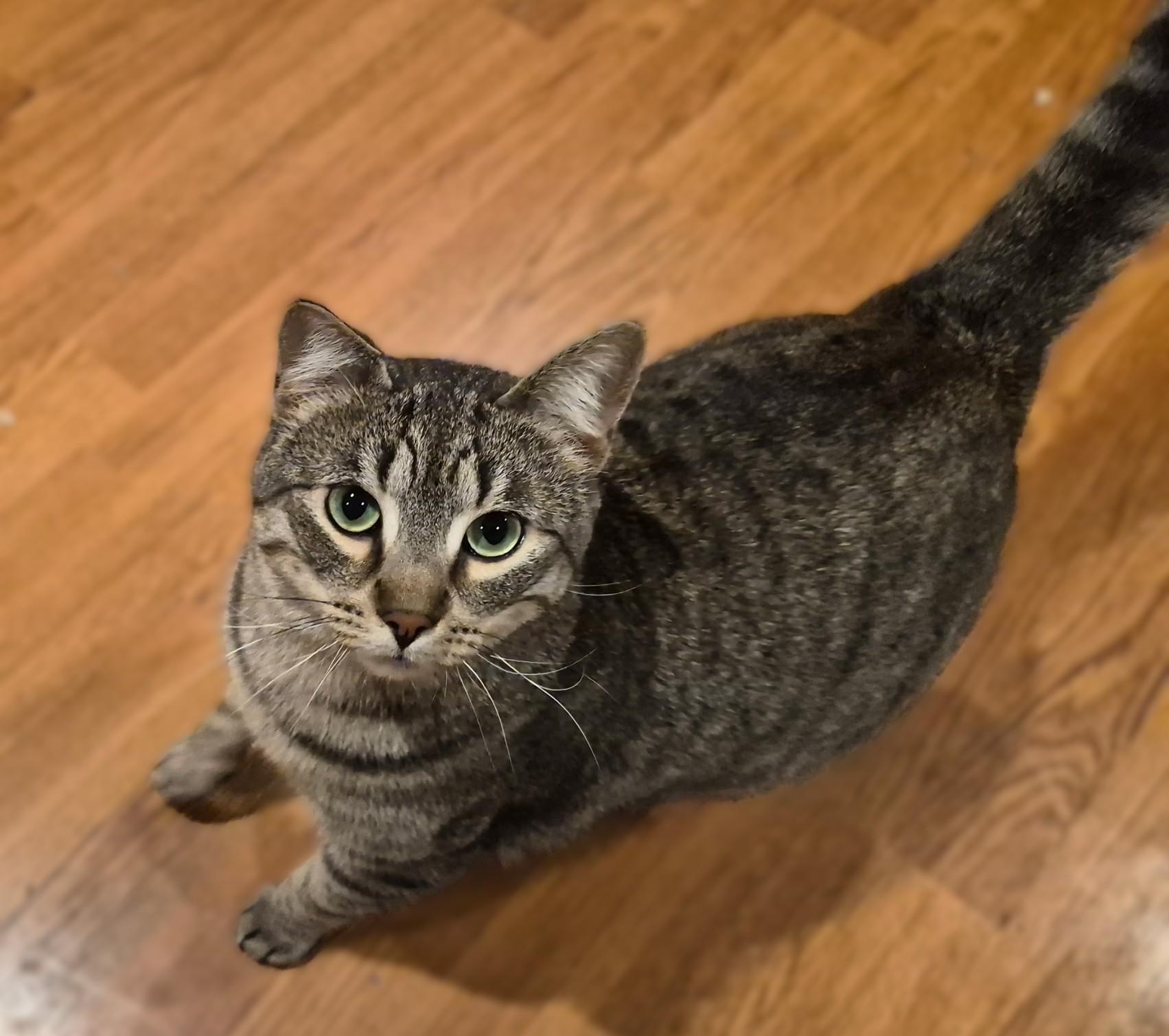 Liam, a ADOPTABLE Tabby in Hamilton, ON image 5/5