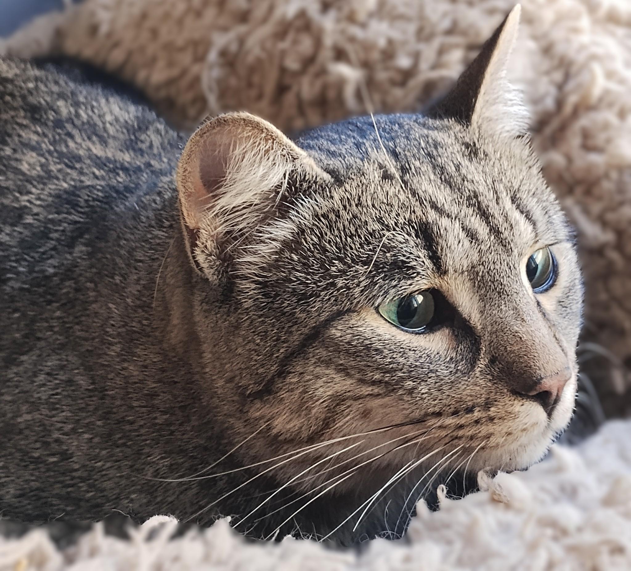 Liam, a ADOPTABLE Tabby in Hamilton, ON image 2/5