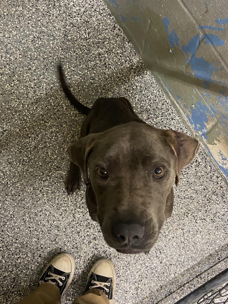 Luna, ADOPTABLE, Adult Female Pit Bull Terrier & Labrador Retriever.