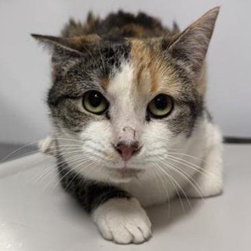 Peep — thumbnail 2