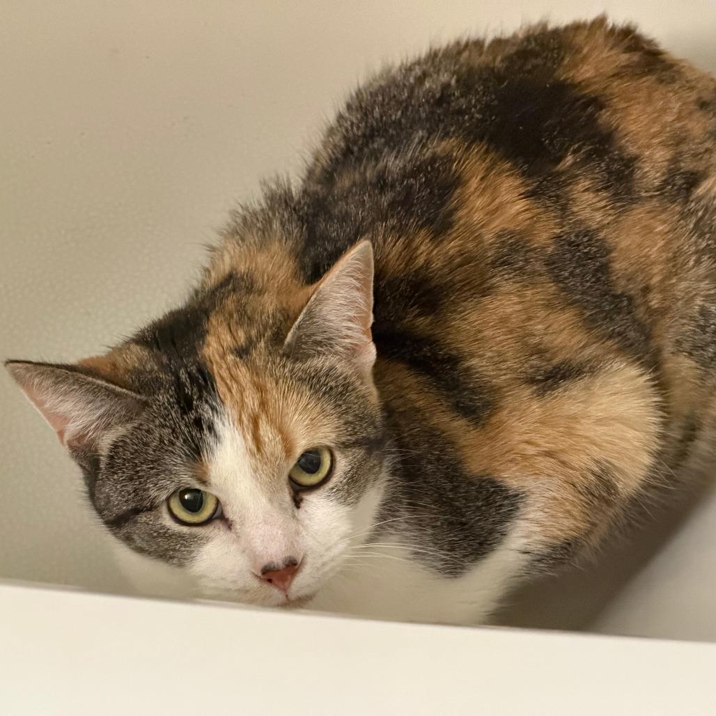 Peep — thumbnail 3