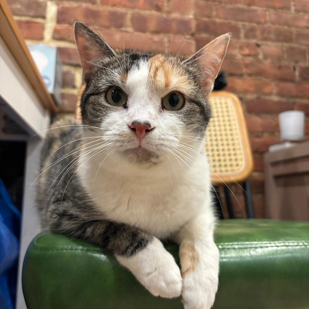 Peep — thumbnail 4