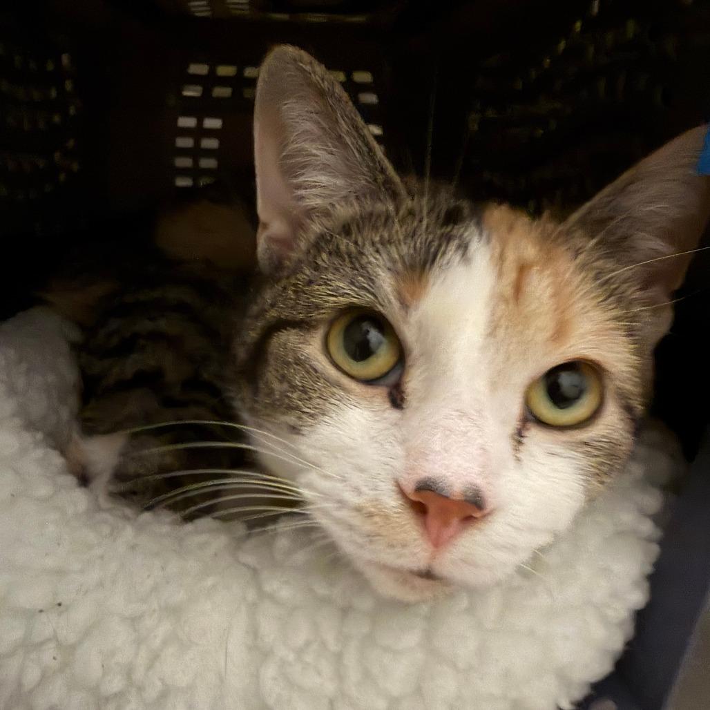 Peep — thumbnail 6