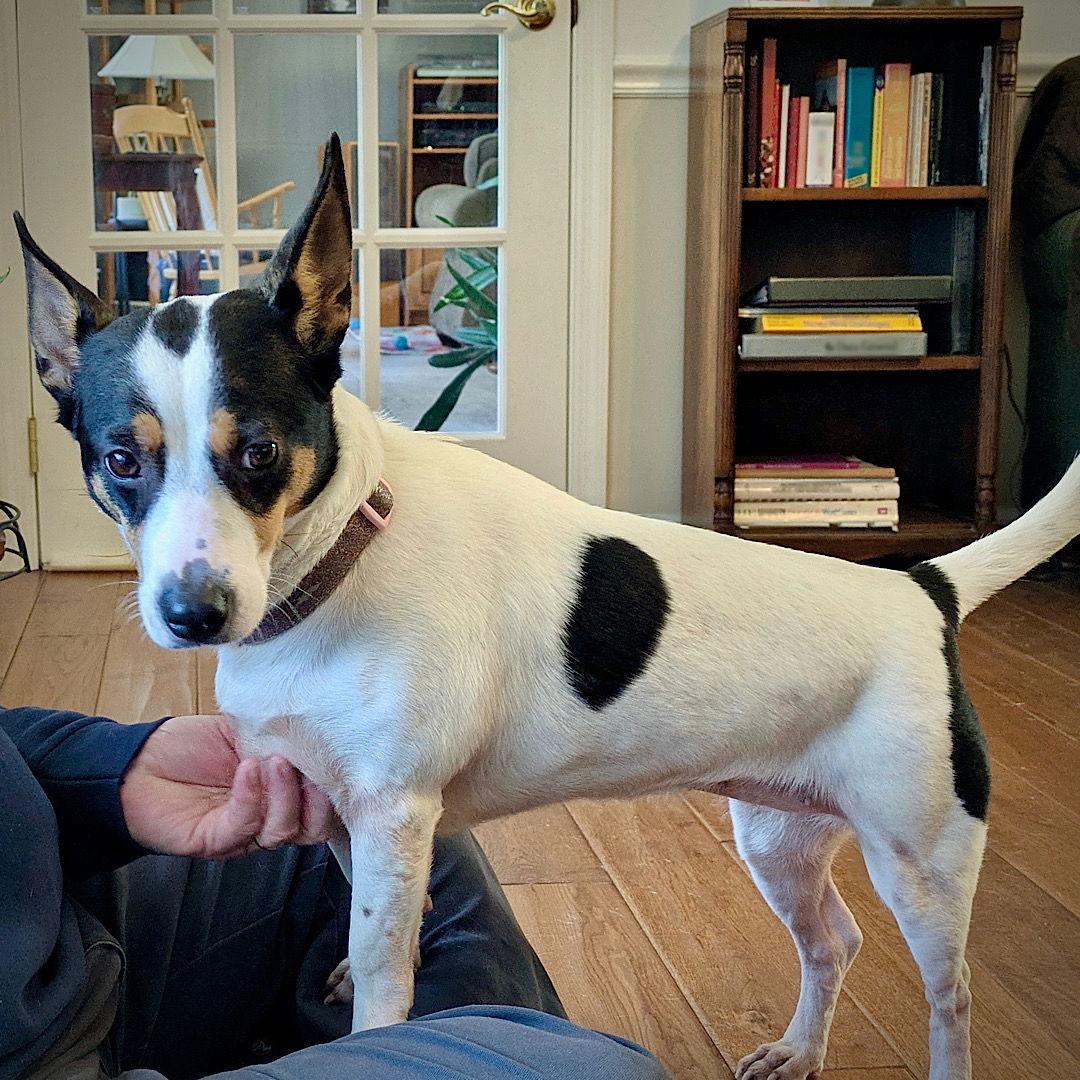 Enlarge Gouda (TN), a Adopted Rat Terrier in Chattanooga, TN image 2/3