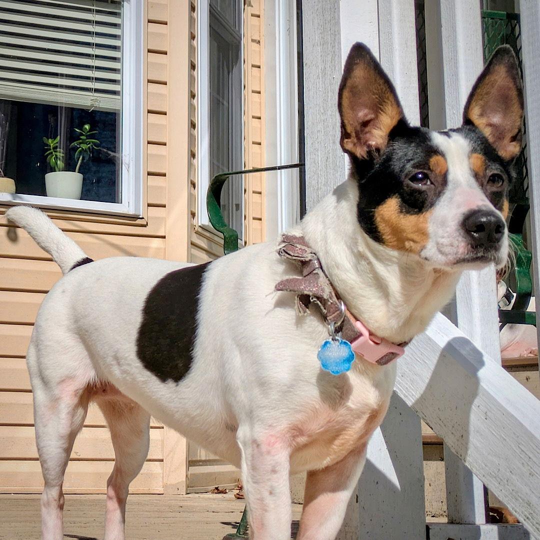 Enlarge Gouda (TN), a Adopted Rat Terrier in Chattanooga, TN image 1/3