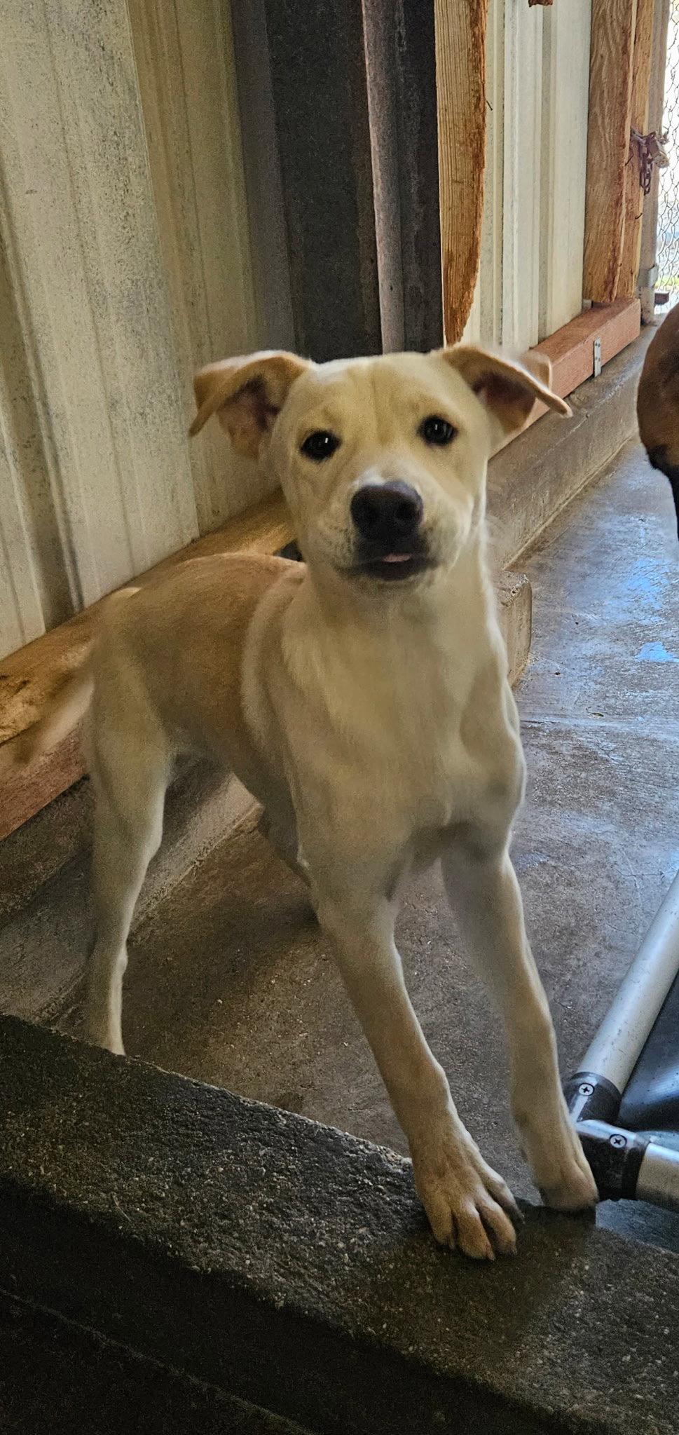 Enlarge Quesito, a Adoptable mixed breed in El Centro, CA image 1/1