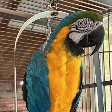 Enlarge Phoenix, a ADOPTABLE Macaw in Jacksonville, FL image 1/1
