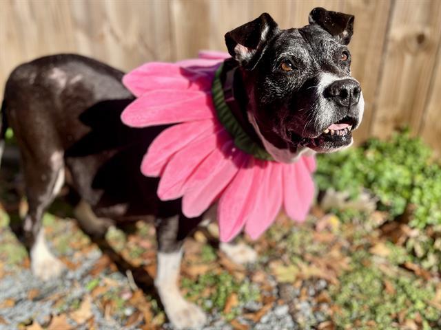 GRACIE, Adoptable, Senior Female Pit Bull Terrier.