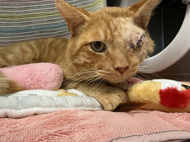 Enlarge TANG, a Adoptable Domestic Short Hair in Palo Alto, CA image 1/1