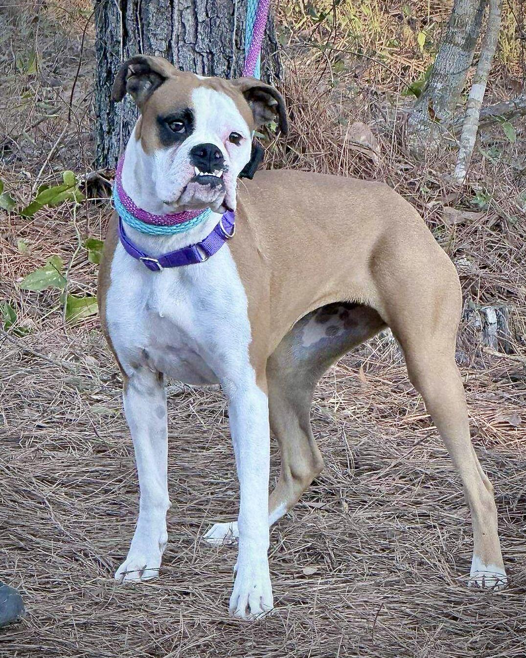 Enlarge Hazel, a Adoptable Boxer in Monticello, NY image 1/3