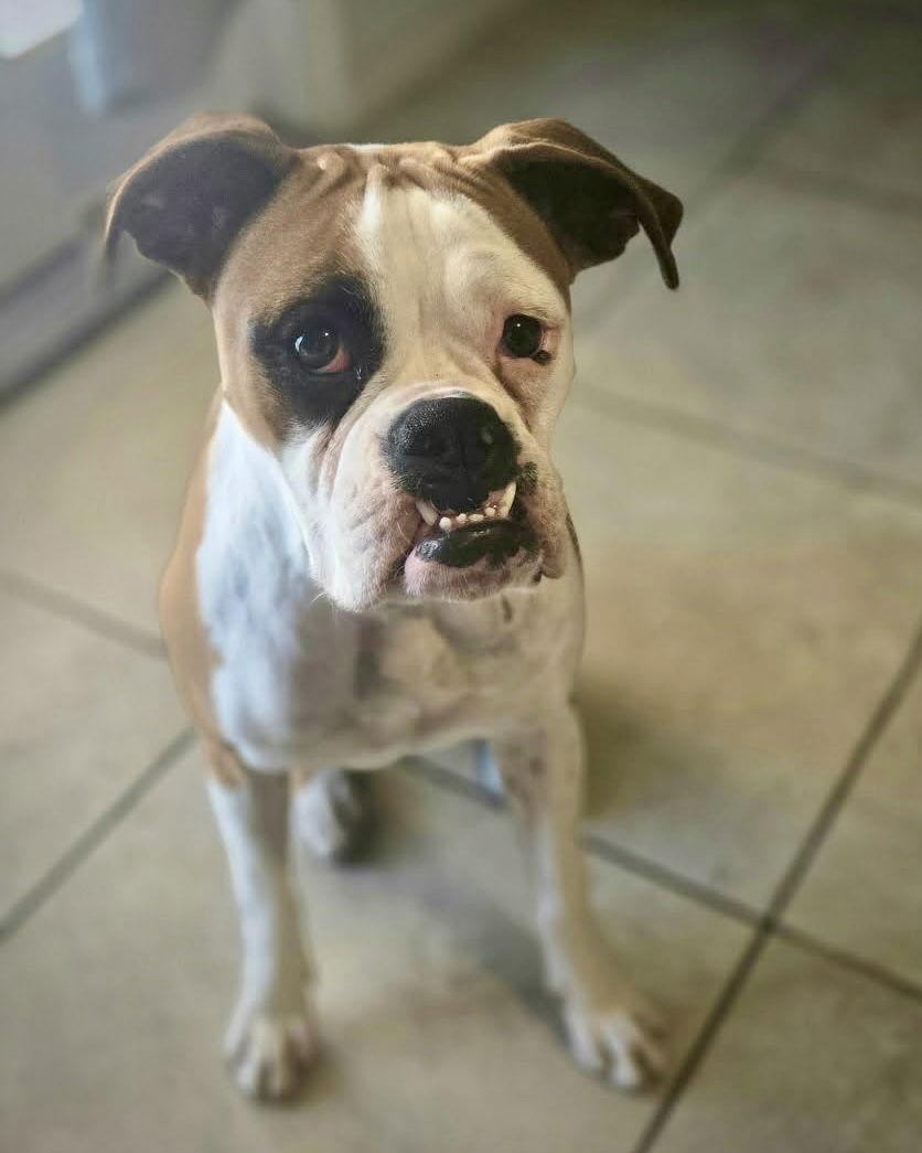 Enlarge Hazel, a Adoptable Boxer in Monticello, NY image 2/3