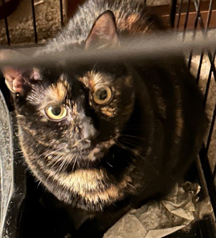 Maya, a Adoptable Domestic Short Hair in Philadelphia, PA image 2/5