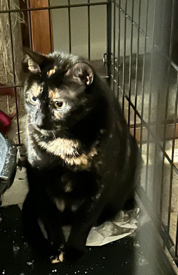 Maya, a Adoptable Domestic Short Hair in Philadelphia, PA image 3/5