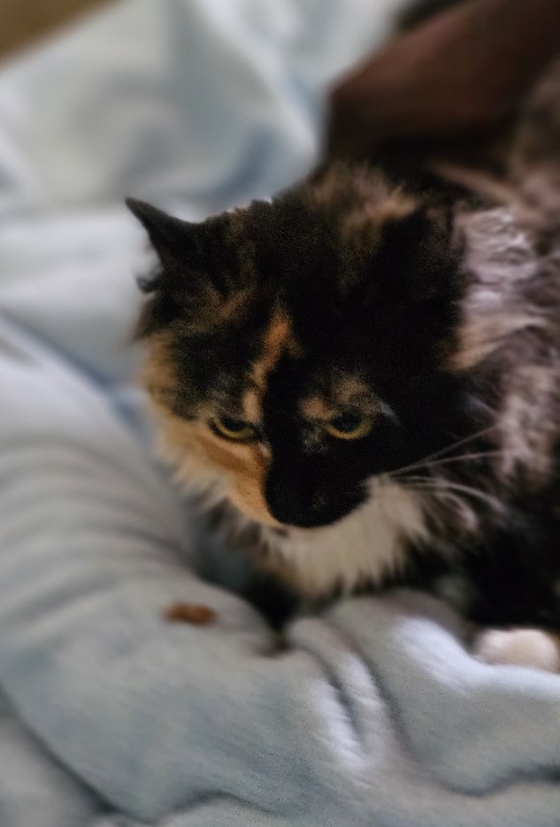 Maya, a Adoptable Domestic Short Hair in Philadelphia, PA image 1/5