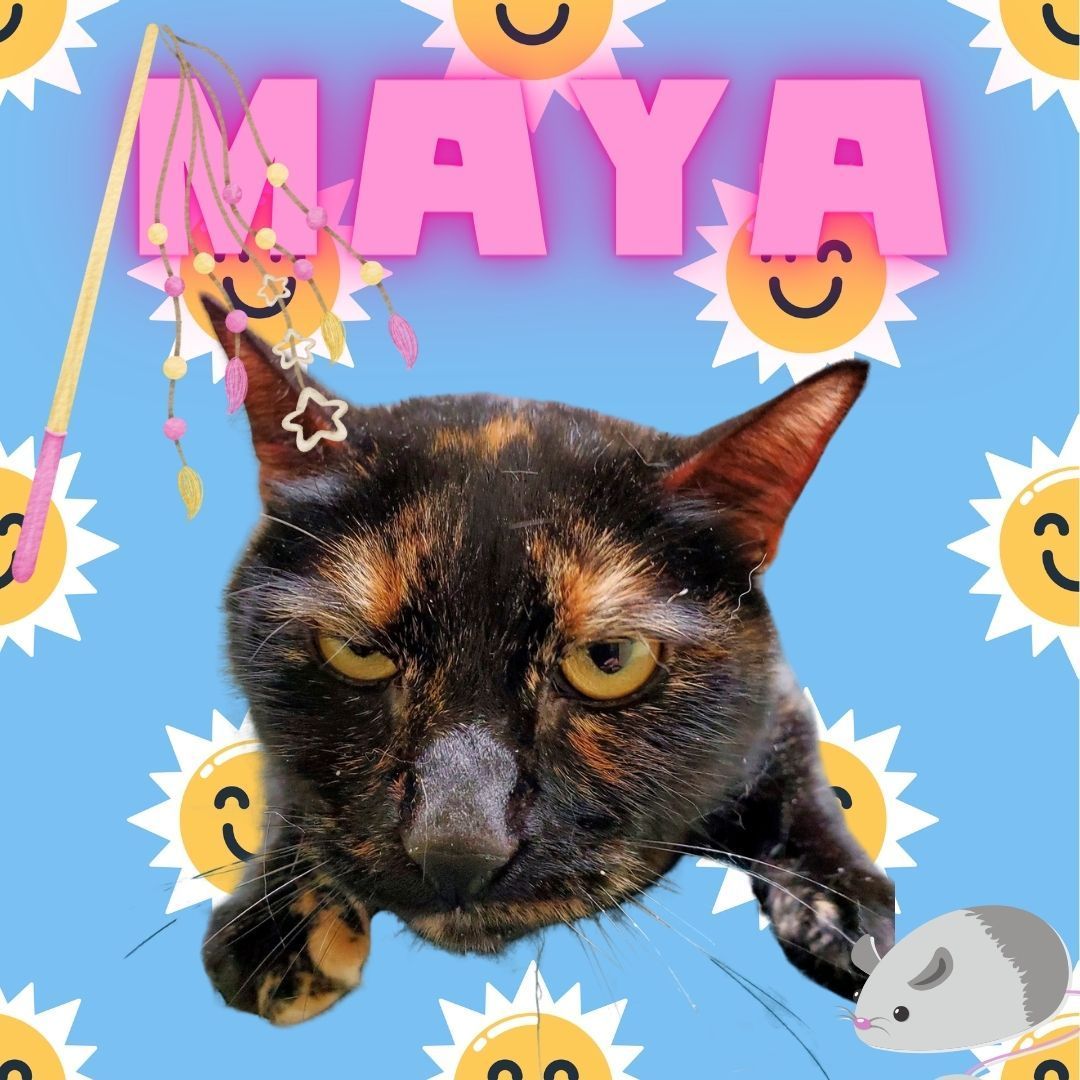 Maya, a Adoptable Domestic Short Hair in Philadelphia, PA image 4/5