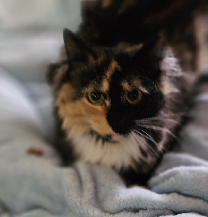 Maya, a Adoptable Domestic Short Hair in Philadelphia, PA image 5/5