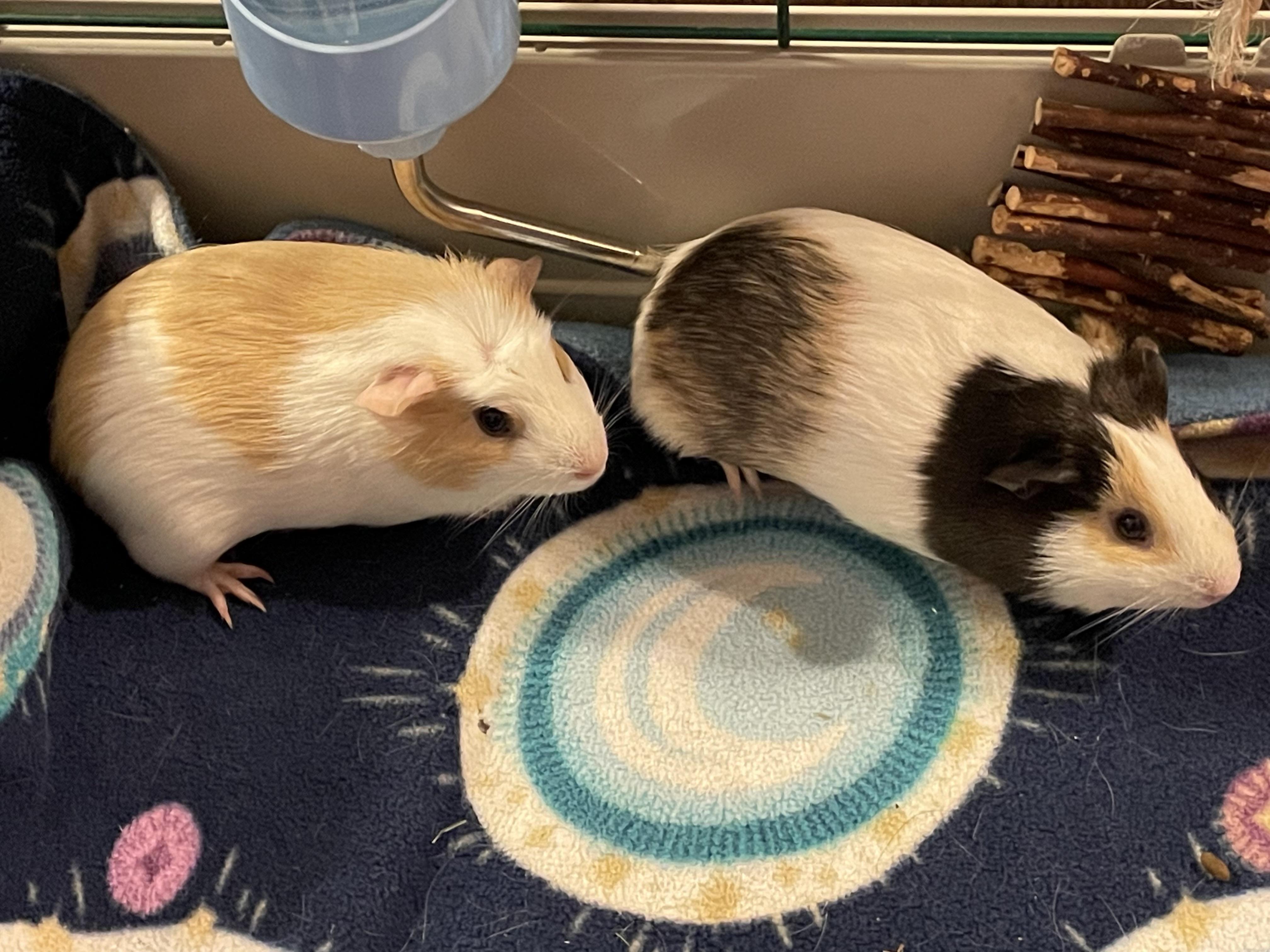 Enlarge Emery & Adeline, a ADOPTABLE Short-Haired in Andover, CT image 3/5