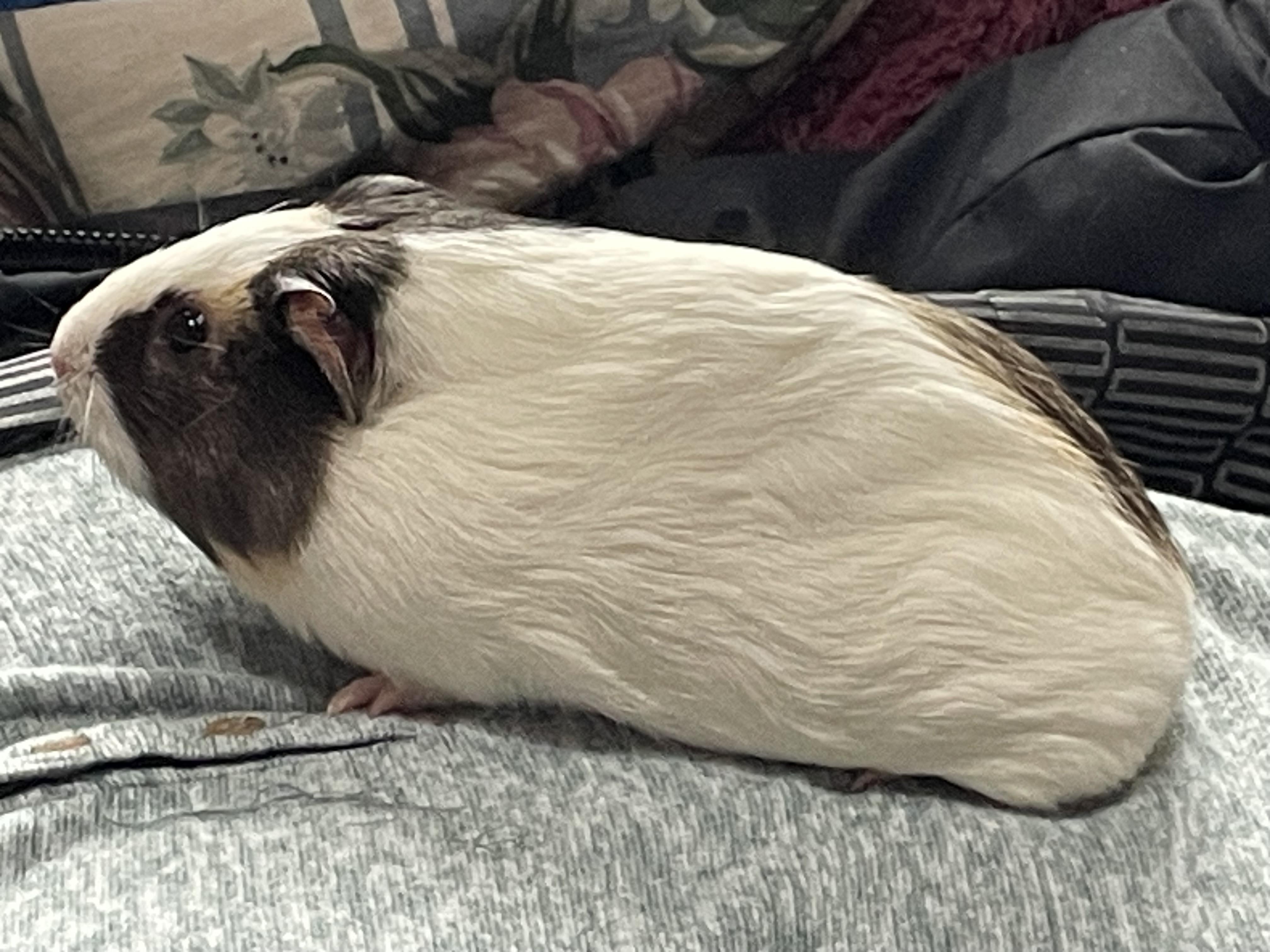 Enlarge Emery & Adeline, a ADOPTABLE Short-Haired in Andover, CT image 5/5