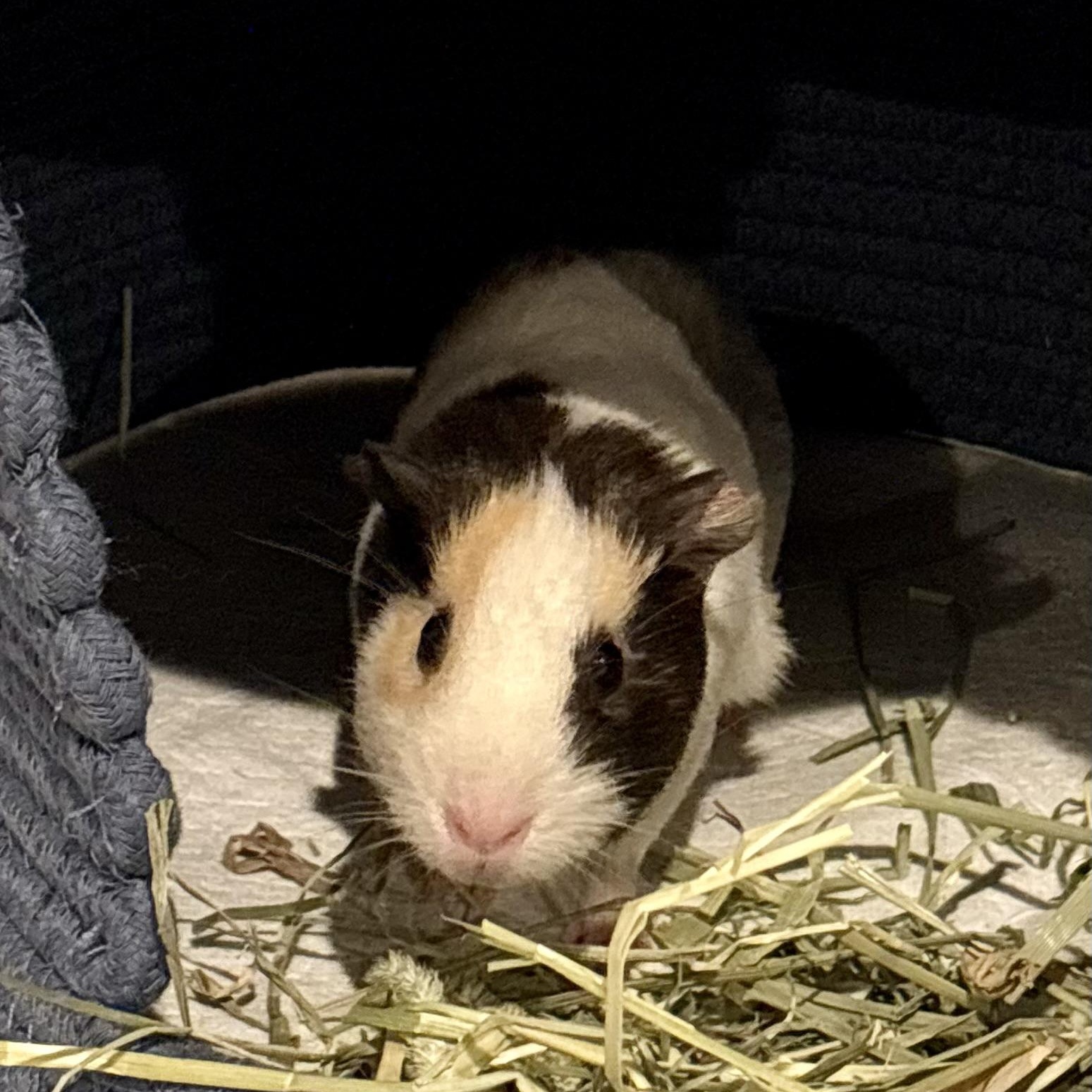 Enlarge Emery & Adeline, a ADOPTABLE Short-Haired in Andover, CT image 2/5