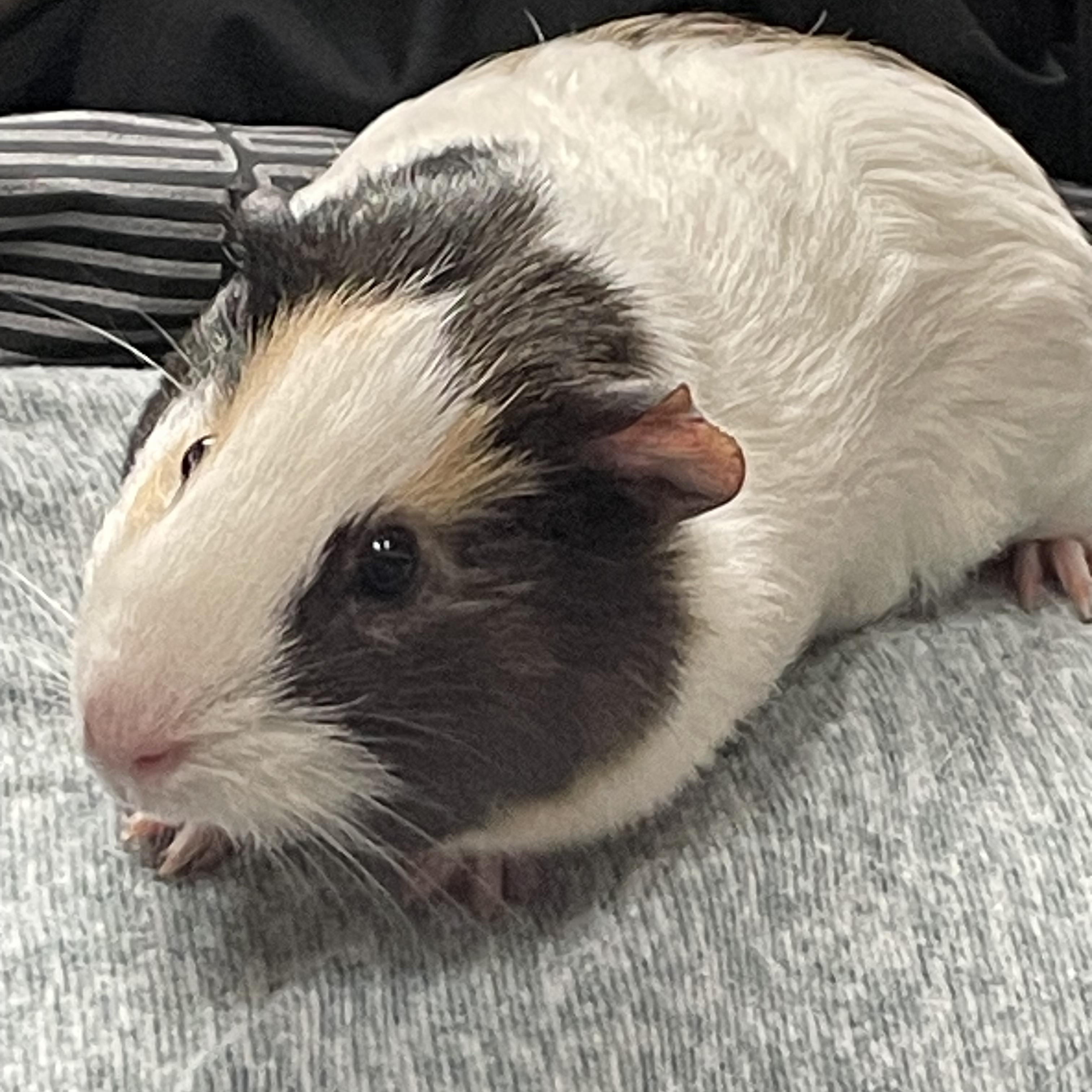 Enlarge Emery & Adeline, a ADOPTABLE Short-Haired in Andover, CT image 1/5