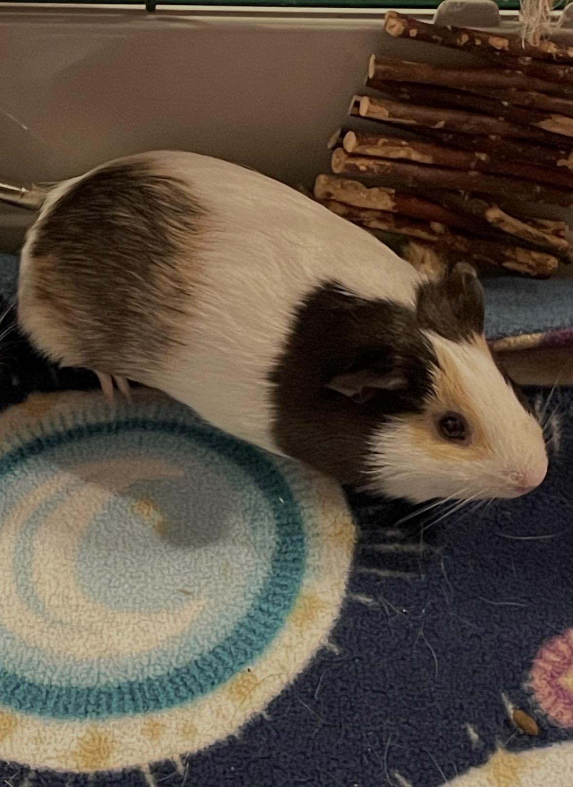 Enlarge Emery & Adeline, a ADOPTABLE Short-Haired in Andover, CT image 4/5