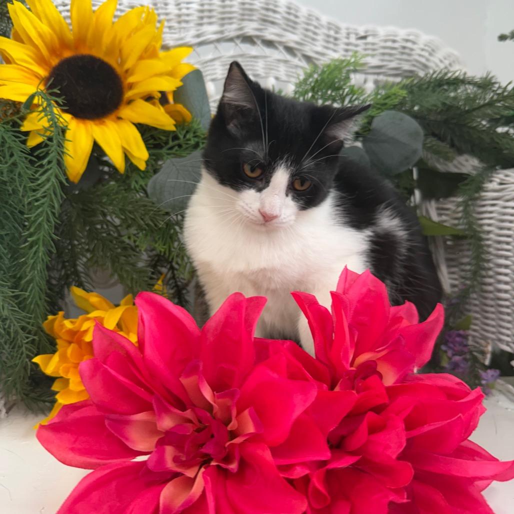 Vesper Harbor 56360, Adoptable, Kitten Male Domestic Short Hair.
