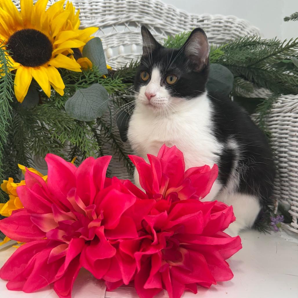 Enlarge Vesper Harbor 56360, a Adoptable Domestic Short Hair in Lansing, MI image 2/6