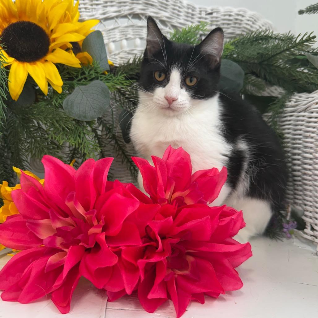 Enlarge Vesper Harbor 56360, a Adoptable Domestic Short Hair in Lansing, MI image 3/6
