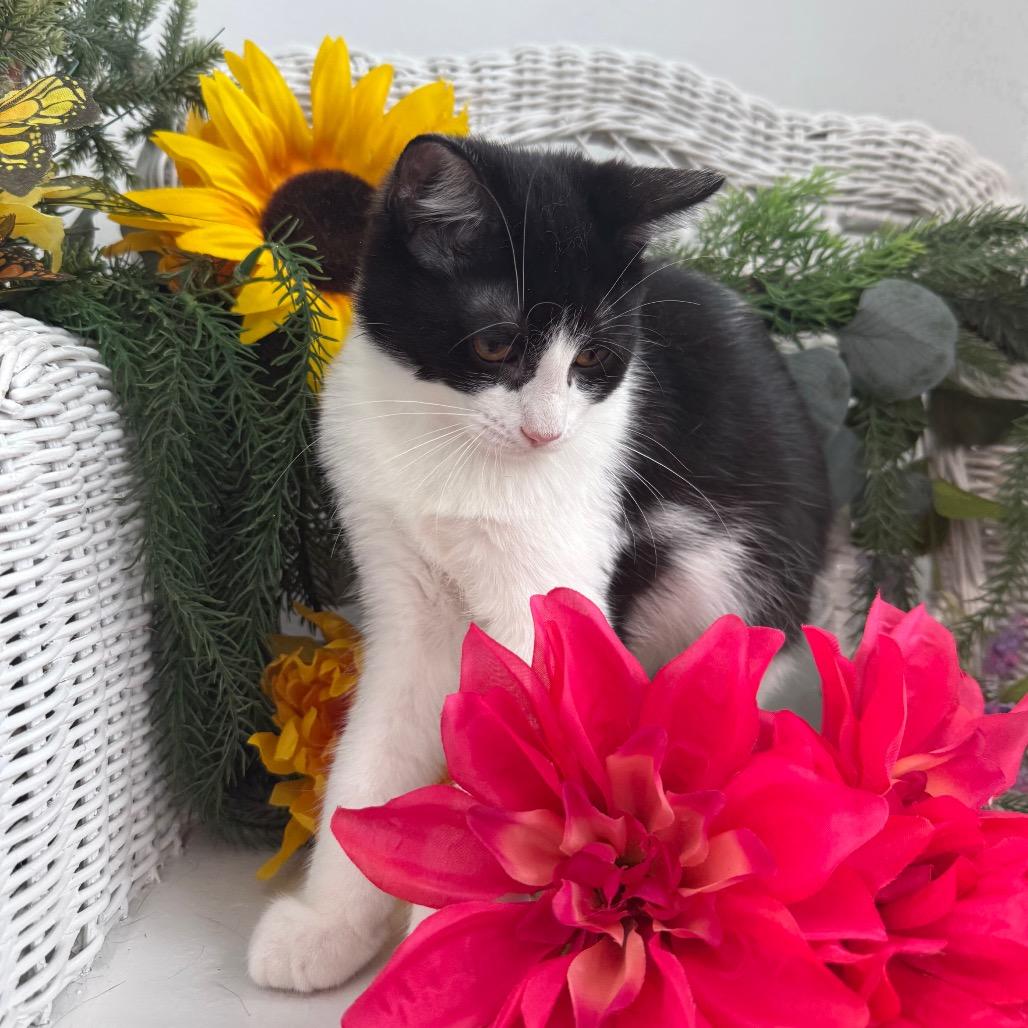 Enlarge Vesper Harbor 56360, a Adoptable Domestic Short Hair in Lansing, MI image 4/6